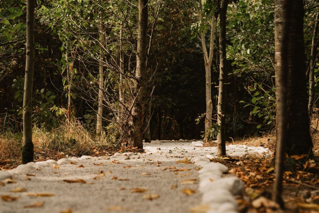 Image 2 – The Forest Walkway